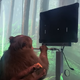 Imagen para el artículo titulado Este mono juega al Pong solo con su mente gracias a un chip de Neuralink